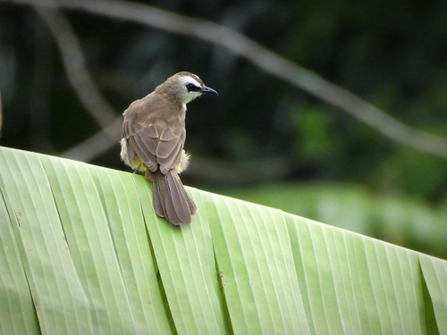 Yellow-vented Bulbul