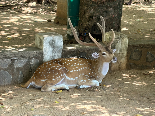 Chital