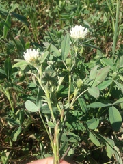 Trifolium alexandrinum