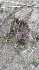 Cochlearia officinalis