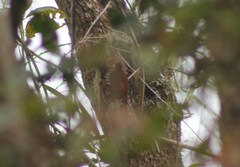 Lepidocolaptes affinis