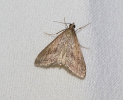Pyrausta nexalis
