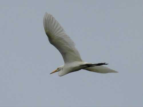 Medium Egret