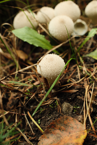 common puffball