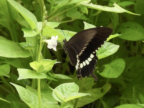 Common Mormon Swallowtail