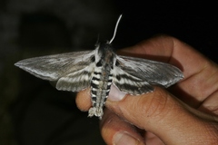 Sphinx perelegans