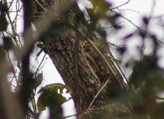 Lepidocolaptes affinis