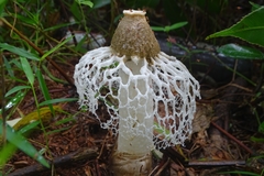 Phallus merulinus