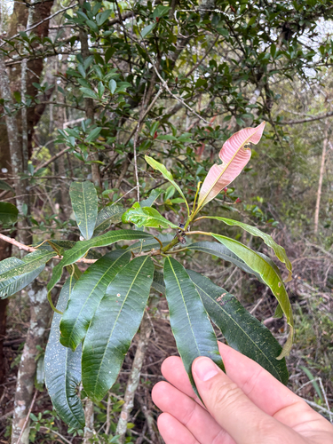 Protorhus longifolia, 2026-09-28