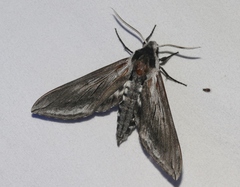 Sphinx perelegans
