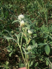 Trifolium alexandrinum