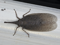 Rentinus dilatatus