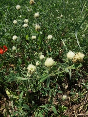 Trifolium alexandrinum