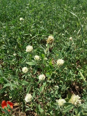 Trifolium alexandrinum