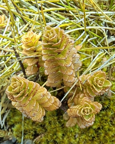 Euphrasia monroi observed 2026-09-29