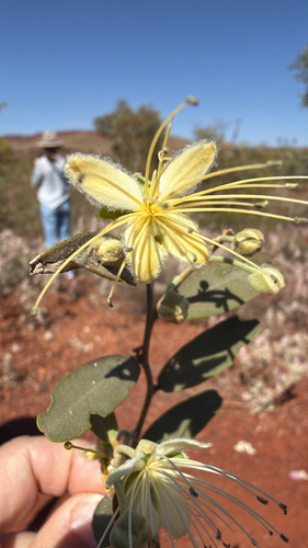 Capparis lasiantha observed 2026-09-18