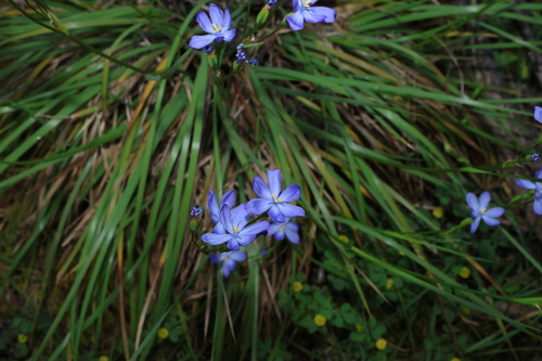 Orthrosanthus multiflorus, 2026-09-21