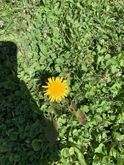 Taraxacum officinale
