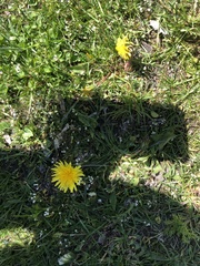Taraxacum officinale