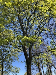 Acer platanoides