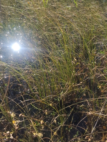 Carex lasiocarpa observed 2026-09-22
