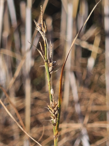 Carex buxbaumii observed 2026-09-22