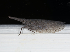 Rentinus dilatatus