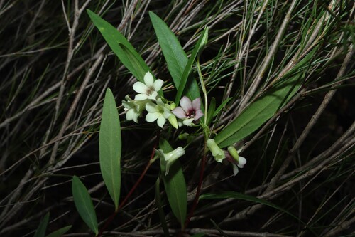 Billardiera versicolor (Billardiera versicolor)
