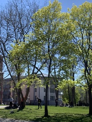 Acer platanoides