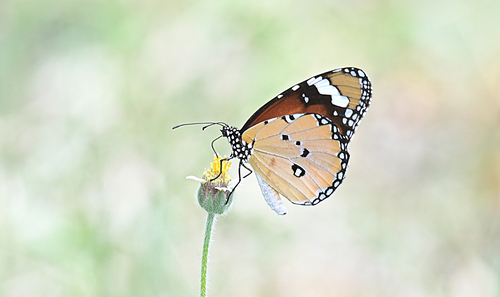 Plain Tiger Butterfly