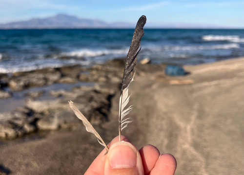 Plume de Gobemouche à collier
