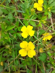 Potentilla erecta