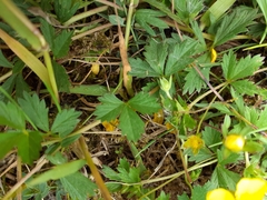 Potentilla erecta