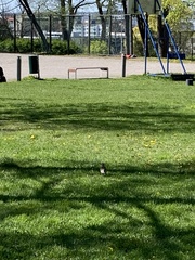 Turdus pilaris