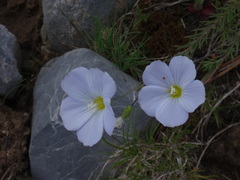 Linum alpinum