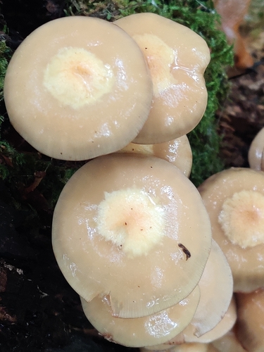 Sheathed Woodtuft