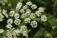Chaerophyllum hirsutum