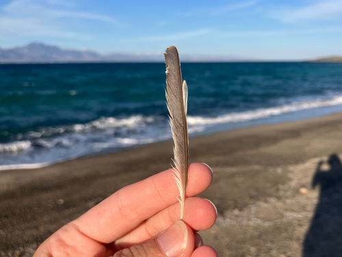 Plume de Pie-grièche écorcheur