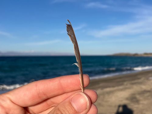 Plume de Gobemouche gris
