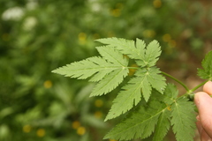 Chaerophyllum hirsutum