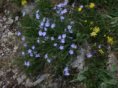 Linum alpinum