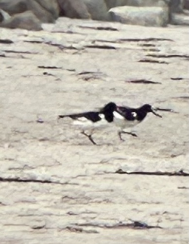 Eurasian Oystercatcher