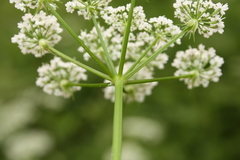 Chaerophyllum hirsutum