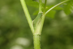 Chaerophyllum hirsutum