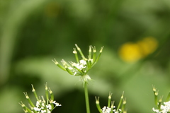 Chaerophyllum hirsutum