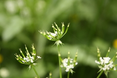 Chaerophyllum hirsutum