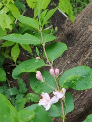 Lonicera × bella