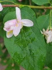 Lonicera × bella