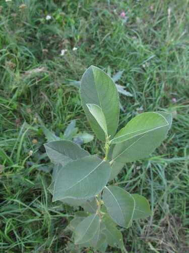 Наблюдение на iNaturalist