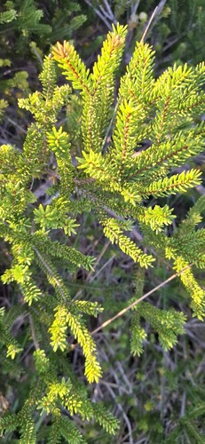 Melaleuca howeana observed 2026-09-20